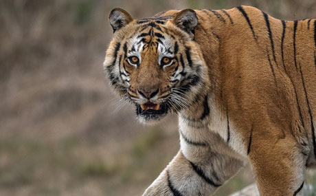 Bandhavgarh National Park