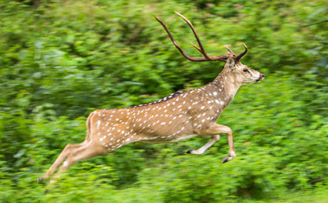 Bandipur Tiger Reserve