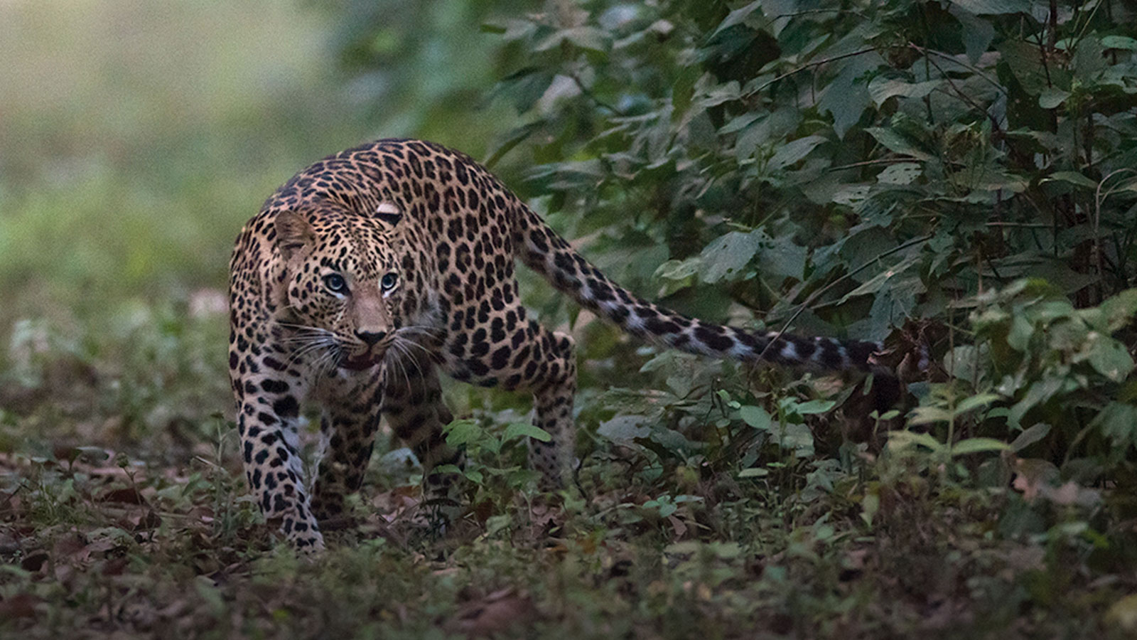 Kanha Wildlife Tour and Workshops