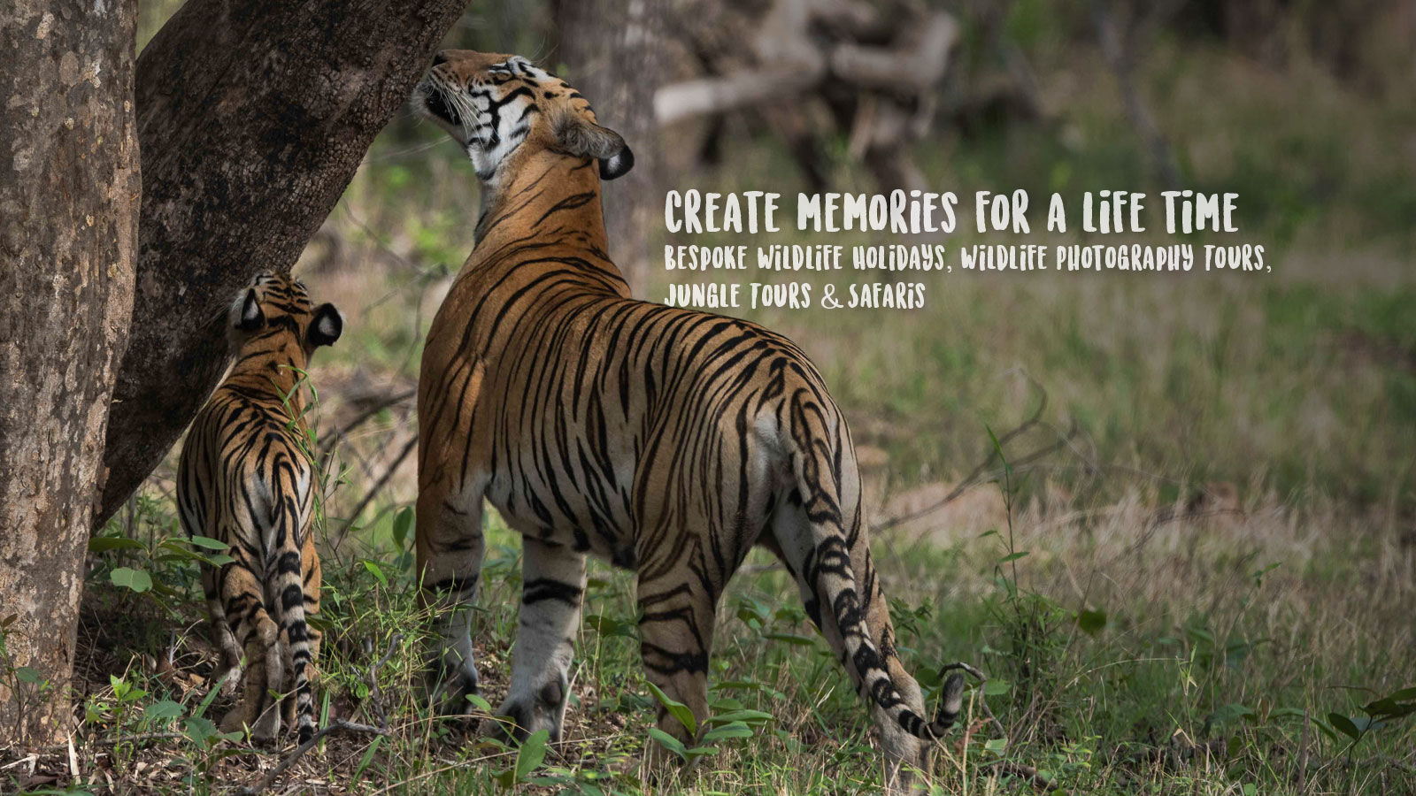 Bespoke Wildlife Holidays, Wildlife Photography Tours, Jungle Tours & Safaris