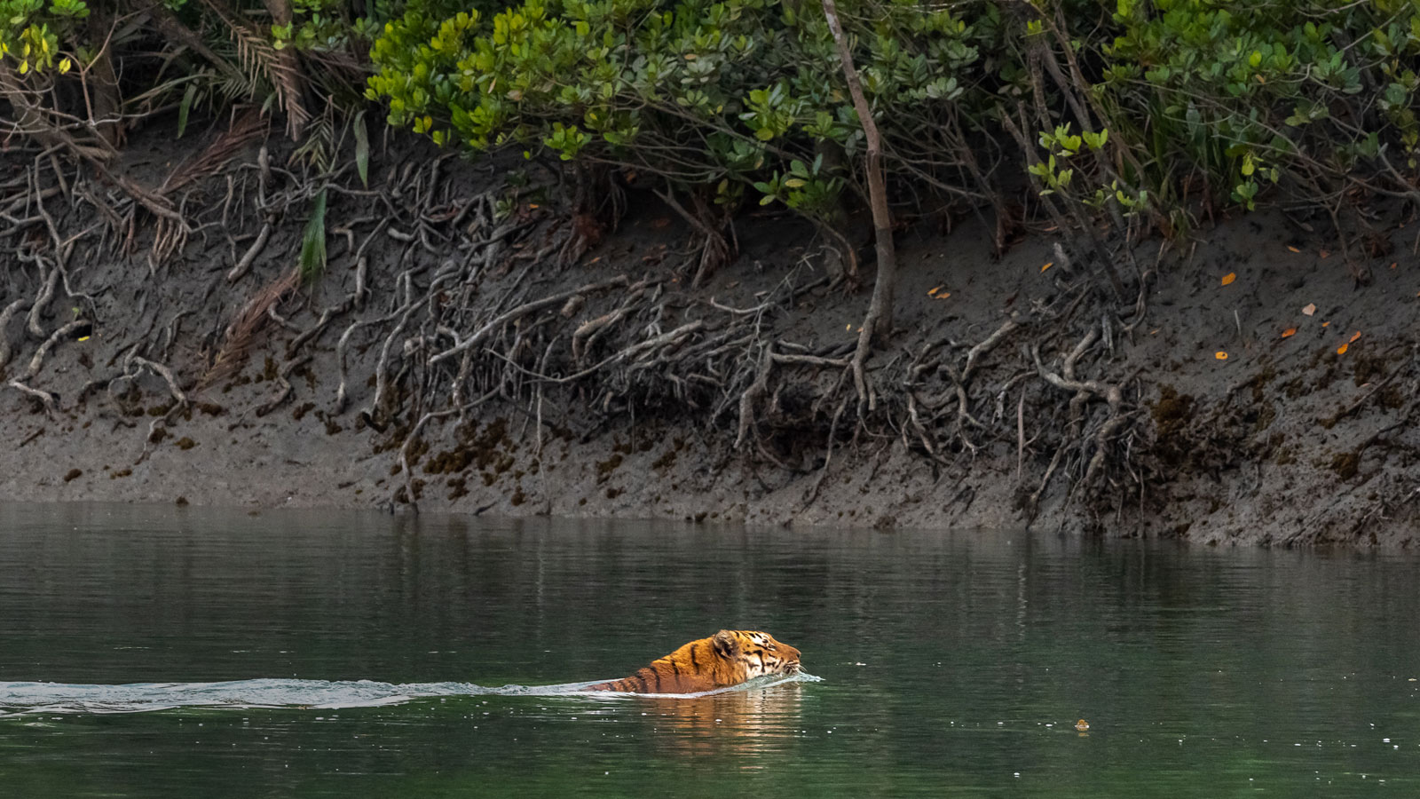 Sundarbans Wildlife Tour and Workshops