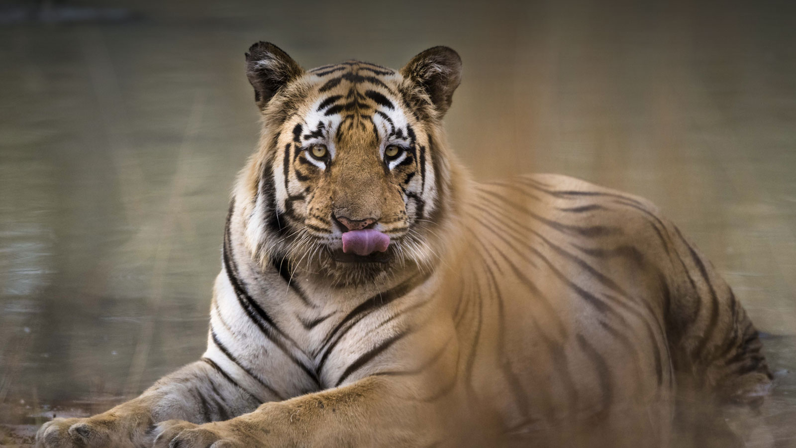 Tadoba Wildlife Tour and Workshops