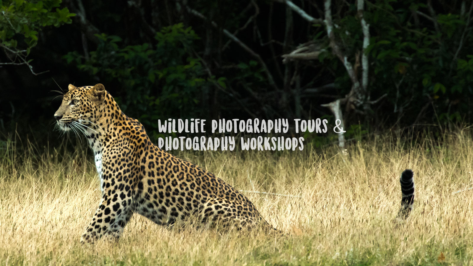 Wildlife Photography Workshops