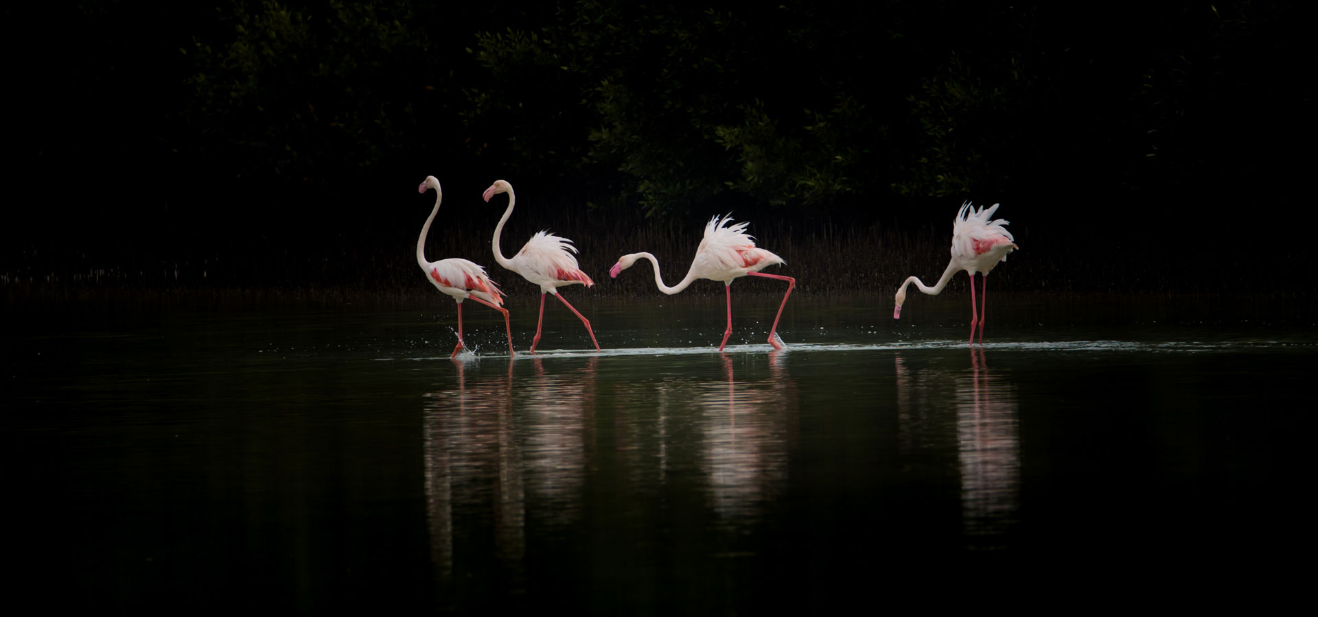 My best shot of the Flamingos of Middle East