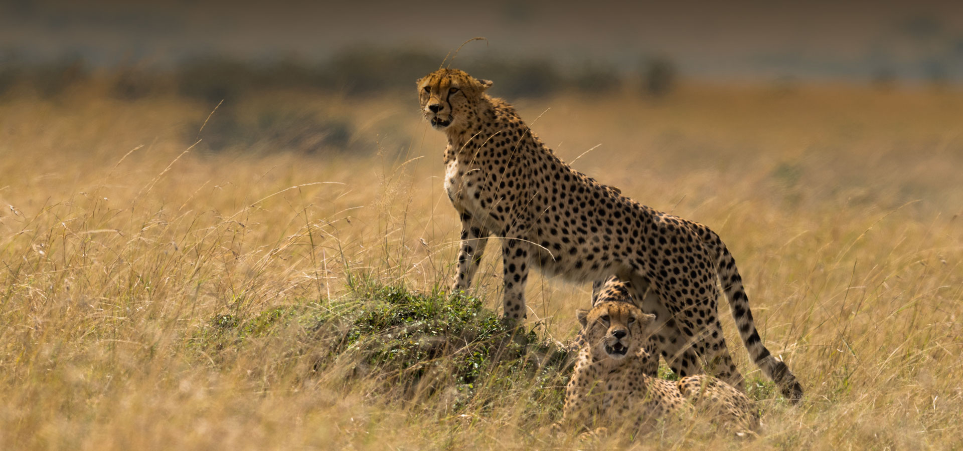 Masai Mara, Kenya