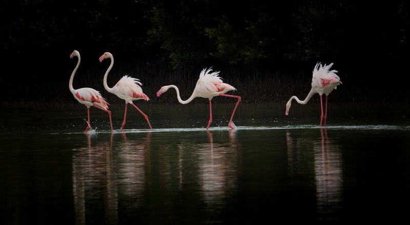 Flamingos of Middle East