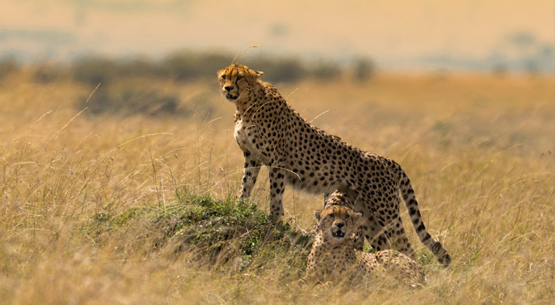 African savanna, Masai Mara
