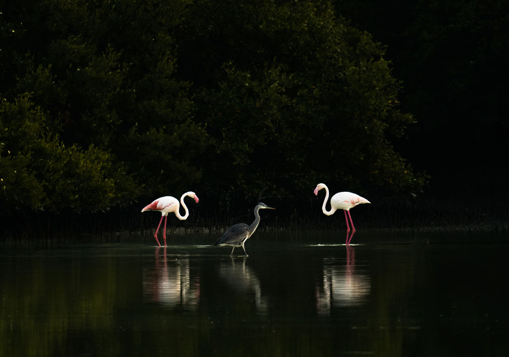 Flamingo 1