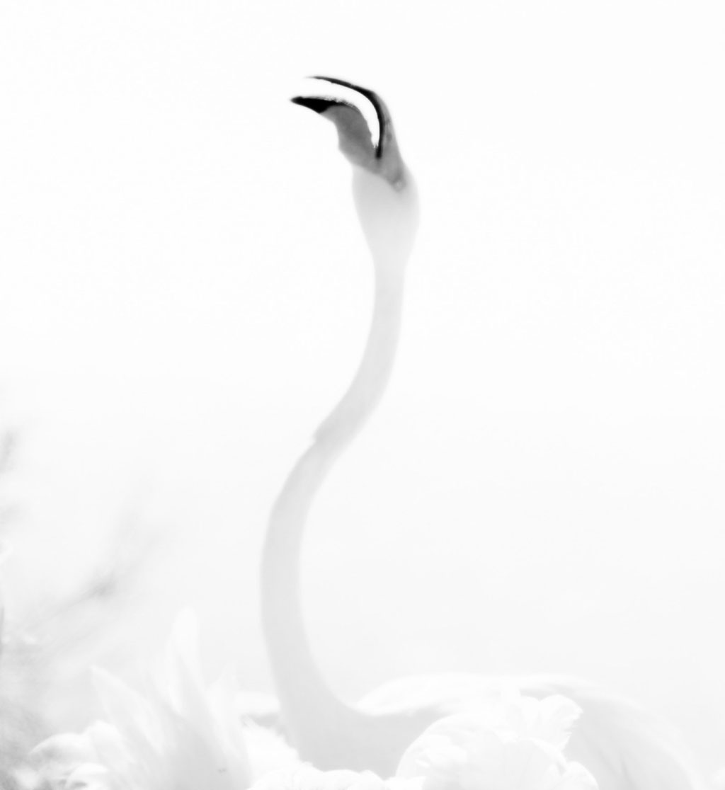 Flamingo 2