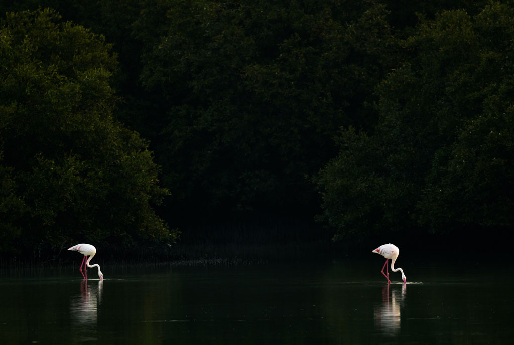 Flamingo 3