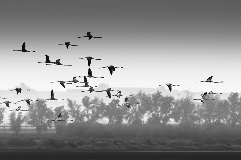 Flamingo 4