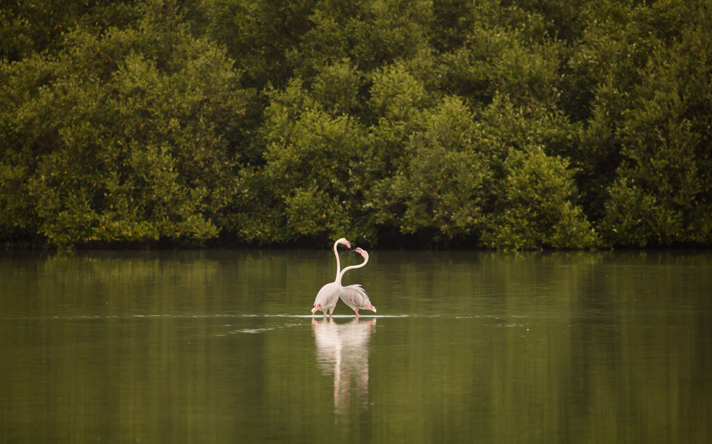 Flamingo 7
