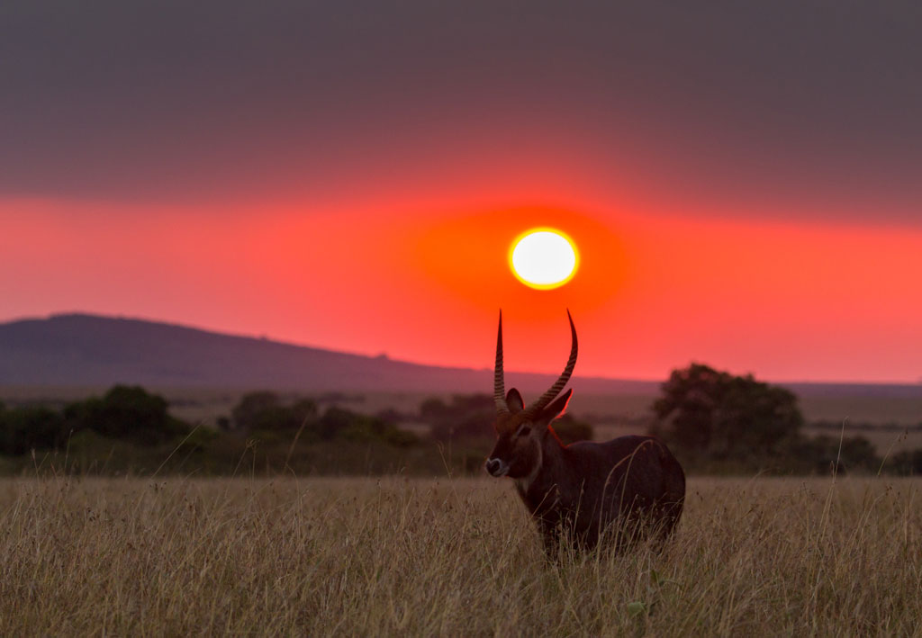 Masai Mara 01
