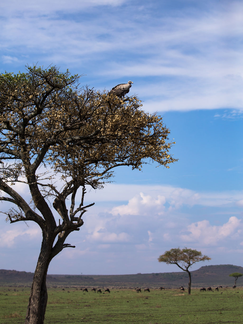 Masai Mara 2