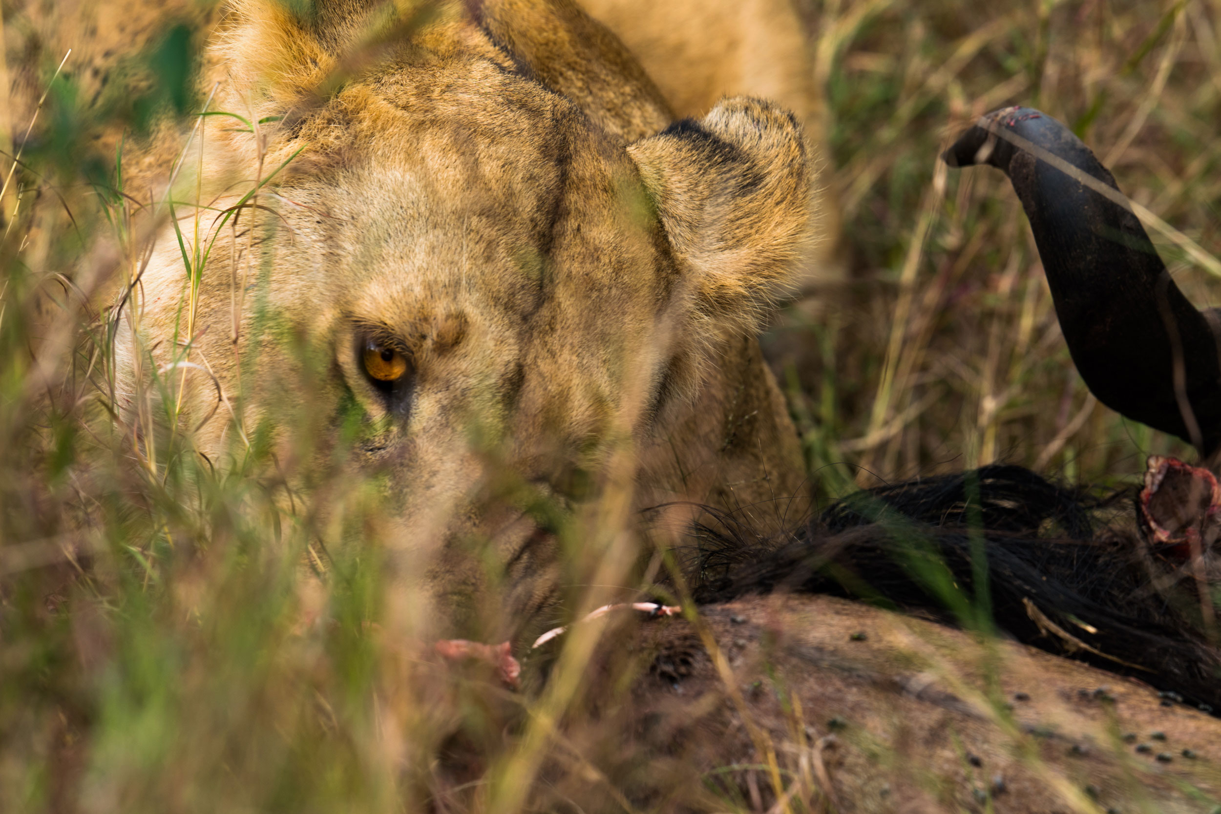 Masai Mara 6