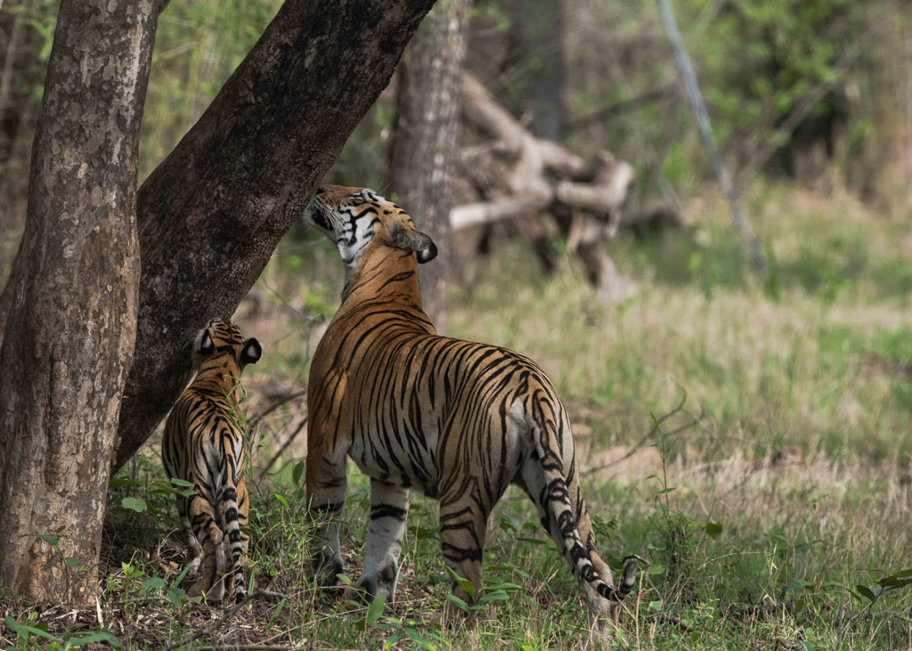 Tadoba 1