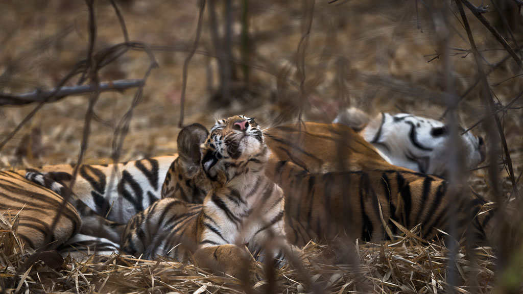 Tadoba 3