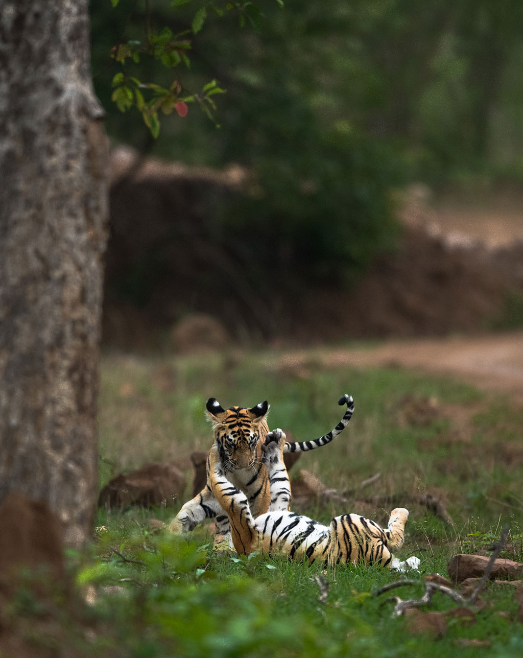 Tadoba 4