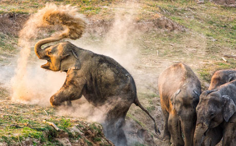 Jim Corbett Tiger Reserve