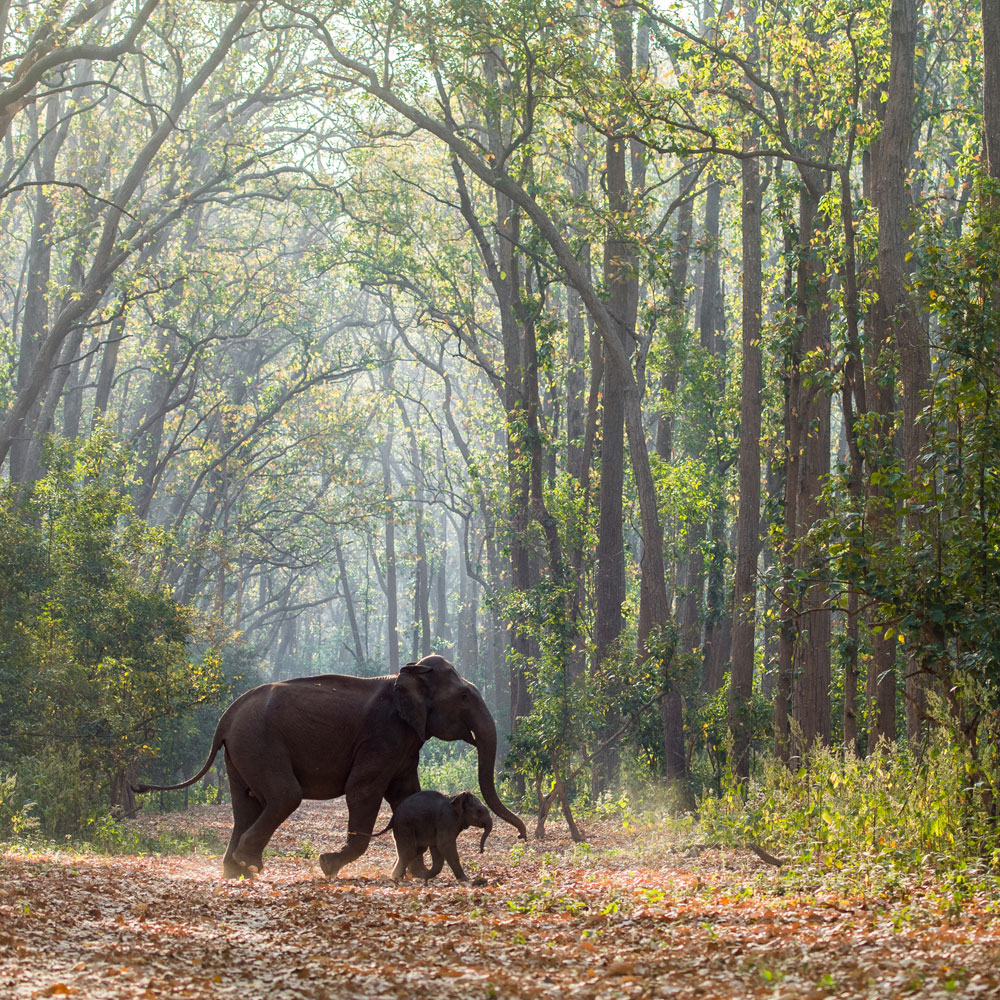 Corbett Wildlife