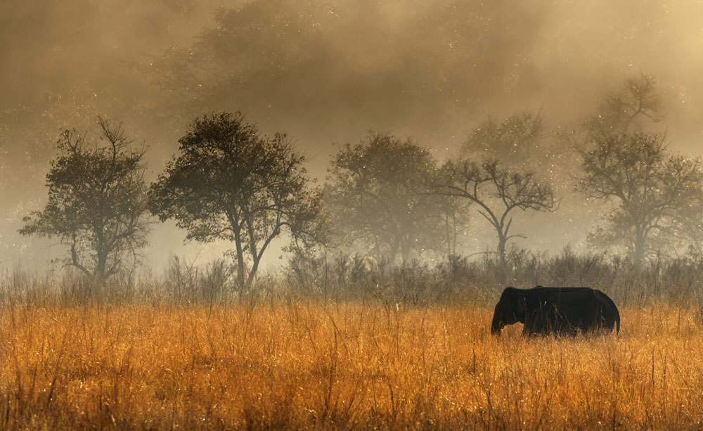 Corbett Wildlife