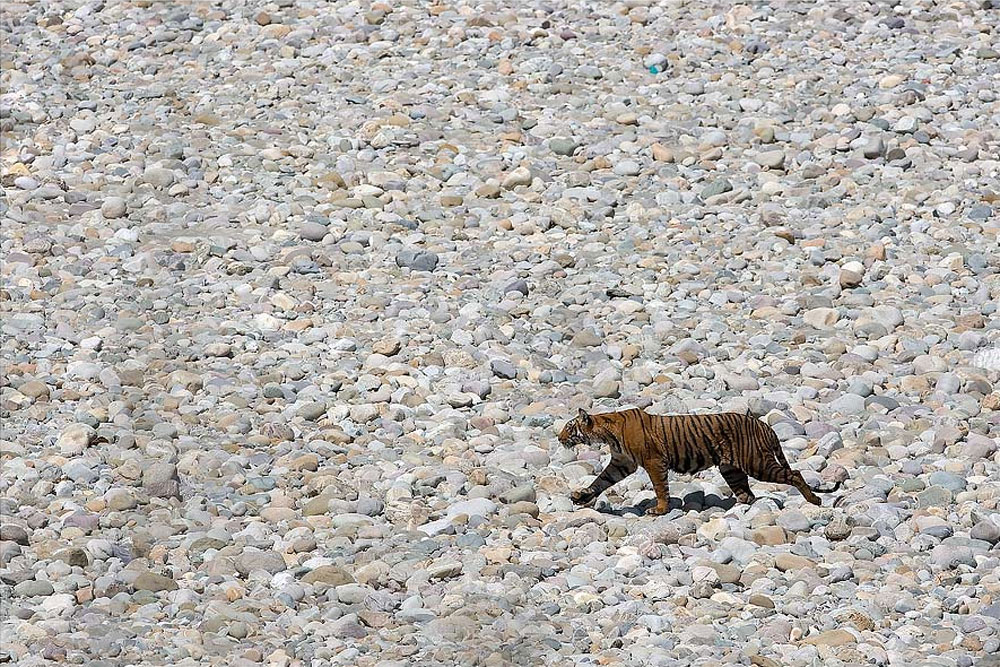 Corbett Wildlife