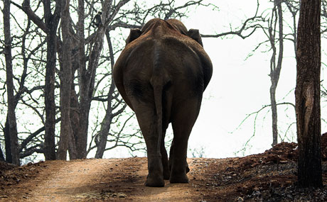 Dudhwa National Park