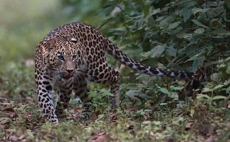 Kanha Tiger Reserve