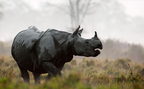Kaziranga Tiger Reserve