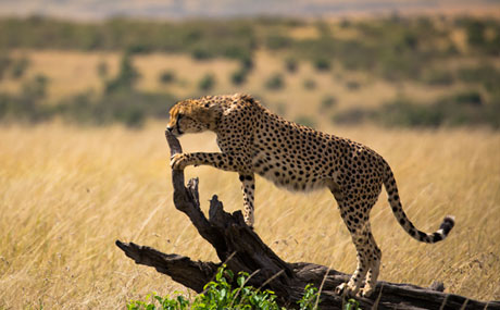 Masai Mara, Kenya