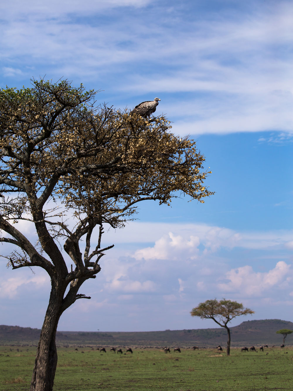 Masai Mara