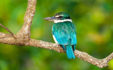 Sundarbans Tiger Reserve