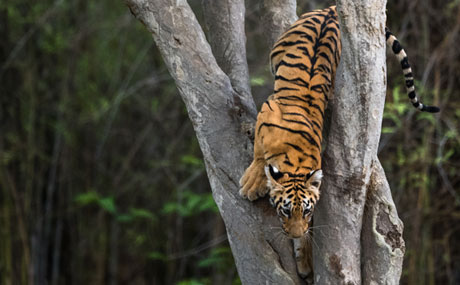 Tadoba Tiger Reserve