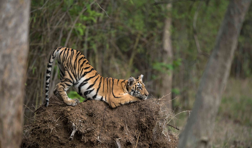 Tadoba Wildlife