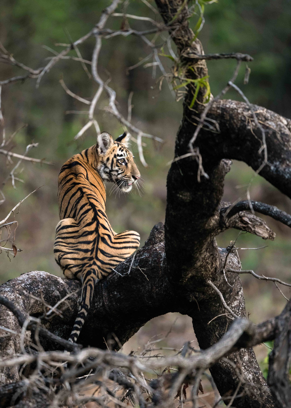 Tadoba Wildlife